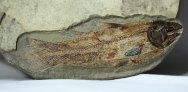 Caridosuctor Paleozoic Coelacanth