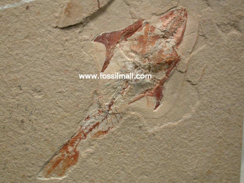 Cretaceous Crusher Fossil Fish