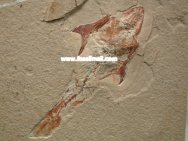 Coccodus cretaceous fossil fish