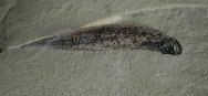 Rare Paratarrasius Paleozoic Fossil Fish from from Bear Gulch Limestone