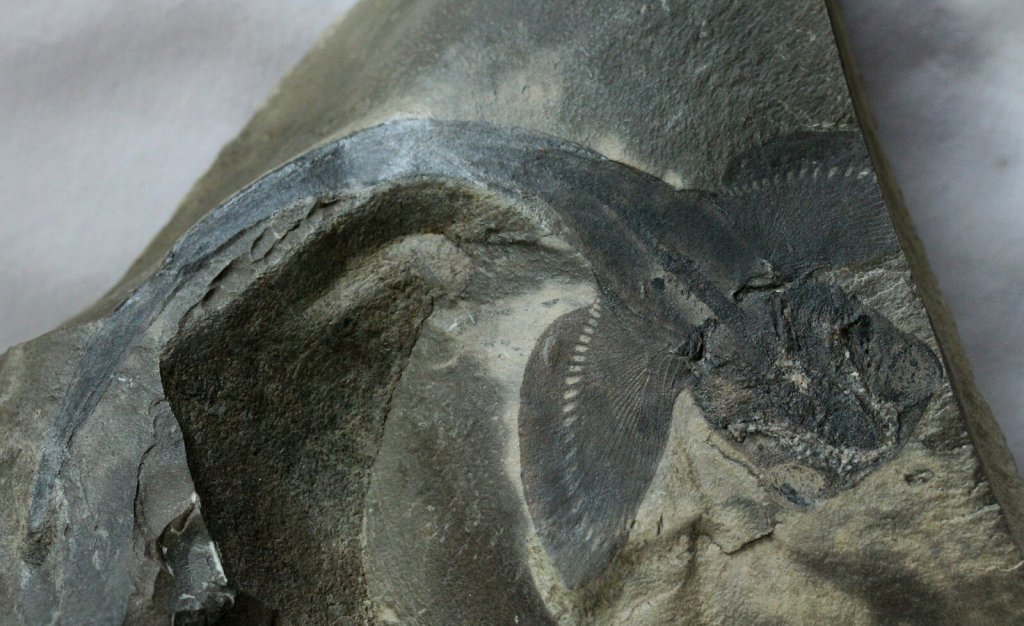 Squatinactis Paleozoic Shark Fossil