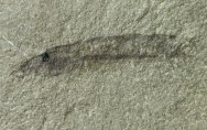 Hardistella Paleozoic Lamprey