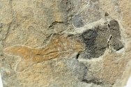 Birkenia elegans Jawless Fossil Fish