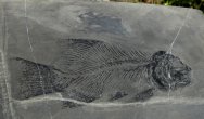 Gymnoichthys Triassic Fish Fossil