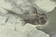 Echinochimaera meltoni Paleozoic Fish Fossil