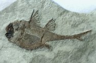 Fish Fossil Echinochimaera 