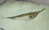 Centriscus Razorfish Fossil
