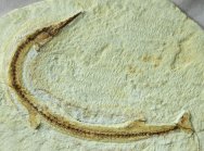Rhynchodercetis Needle Fish Fossil