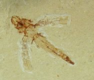 Exocoetoides minor