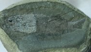 Palaeoniscoid Fish Fossil