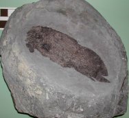 Scaumenacia curta Devonian Lungfish Fossil