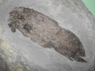 Scaumenacia curta Lungfish Fish Fossil for Sale