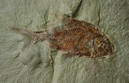 Aesopichthys Fish Fossil