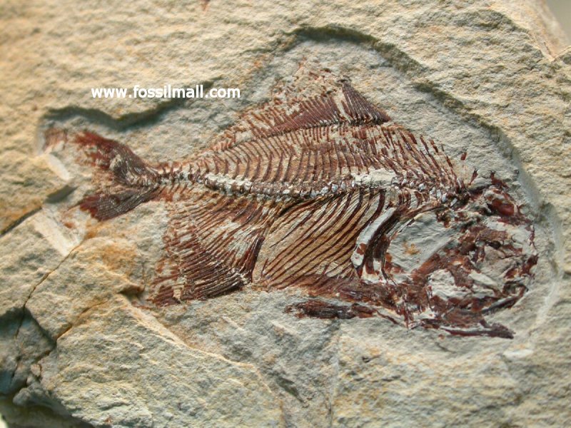 Tselfatia Cretaceous Fossil Fish