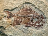 Tselfatia Fossil Fish