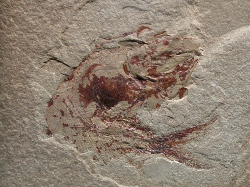 Bear Gulch Fish Fossils