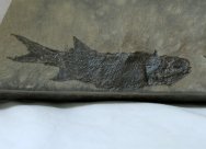 Wendichthys Paleozoic Fish Fossil