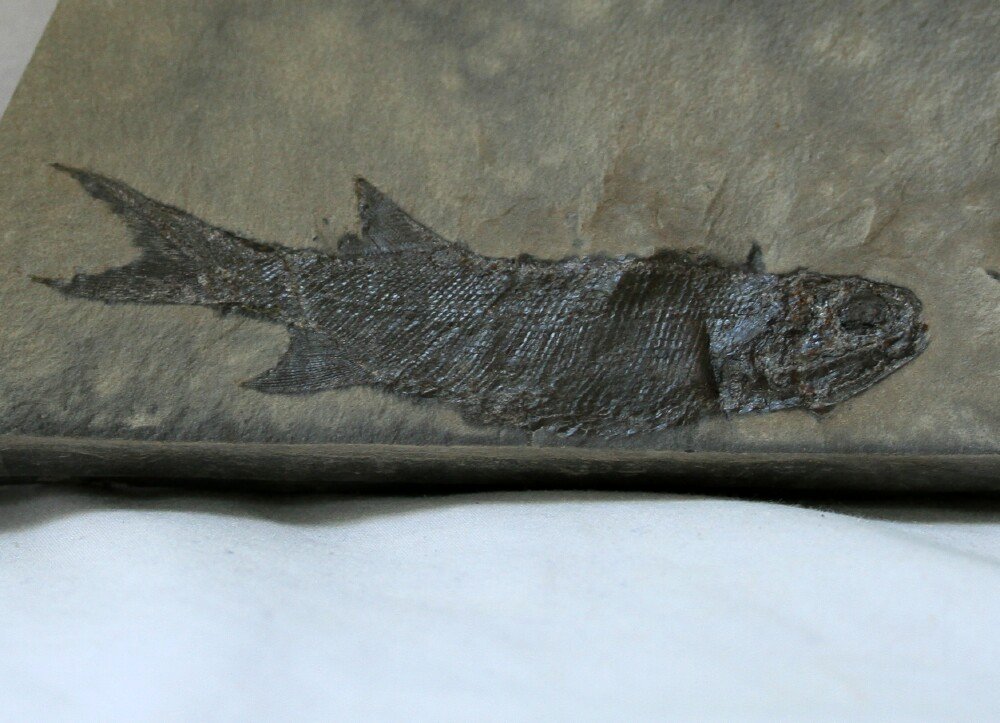 Wendichthys dicksoni Bear Gulch Paleozoic Fish Fossil