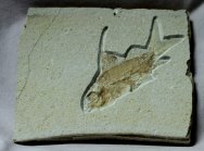 Propterus Museum Jurassic Fish Fossil