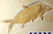 Caturus furcatus Fish Fossil