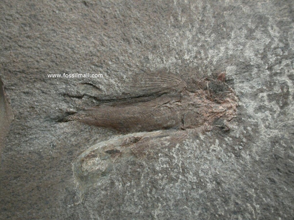 Iniopterygian Flying Shark Bear Gulch Fossil