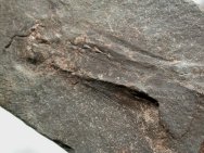 Inioppterygii Flying Shark Fossil