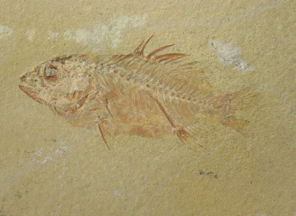 What is the flat head on the fish fossil most likely a sign of?