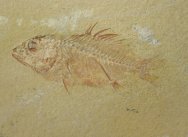 RARE Stichopteryx Fossil Fish
