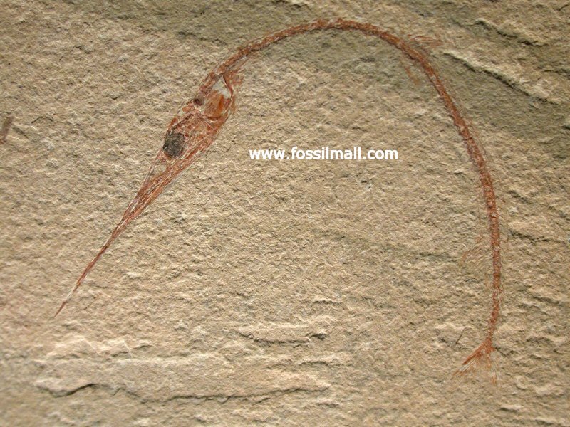 Rhynchodercetis Needle Fish Fossil