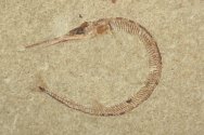 Belonostomus Needle Fish Fossil