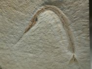 Rhynchodercetis Needle Fish Fossil