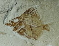 Pycnosteroides Grazing Fish Fossil
