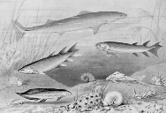 Devonian Fishes