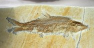 Rare Fish Fossil Furo longimanus from Solnhofen Lagerstätte