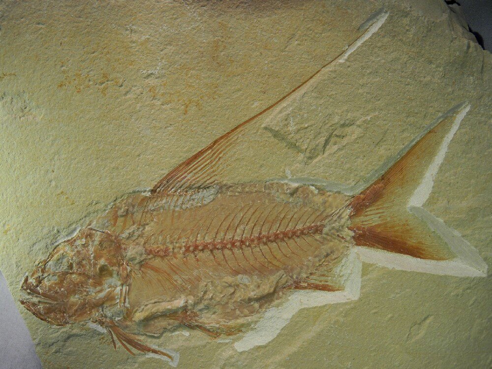 Nematonutus