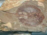 Cyclobatis major Fish Fossil