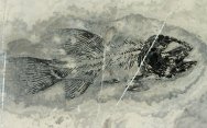 Gymnoichthys inopinatus Fish Fossil