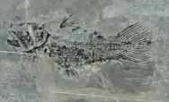 Rare Guizhoucoelacanthus guanlingensis Coelacanth Fish Fossil