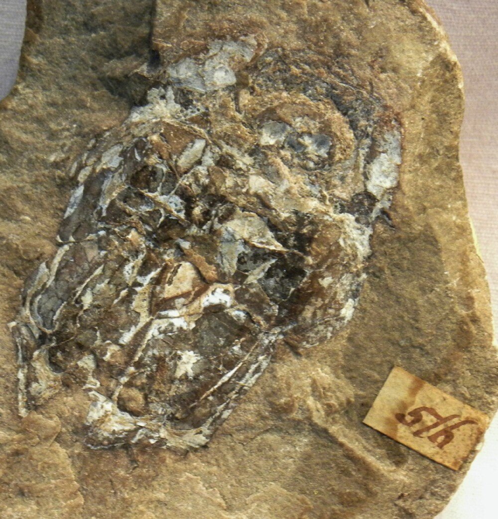 Pterichthyodes Devonian Placoderm