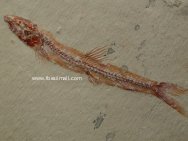Charitosomus Sand Fish Fossil