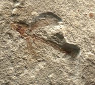 Exocoetoides  Flying Fish Fossil