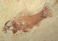 Cretaceous libanica Fish Fossil