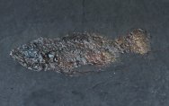 Palaeoperca proxima Fossil Fish