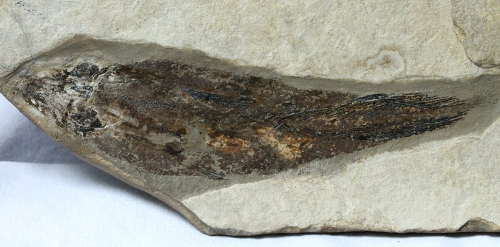 Coelacanth Fish Fossil