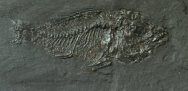 Amphiperca multiformis Fish Fossil