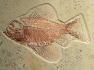Ctenothrissa Fish Fossil
