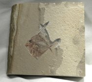 Cretaceous Poisonous Fossil Fish