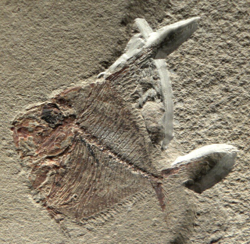 Pharmacichthys Poisonous Fossil Fish from Lebanese Lagerstatt