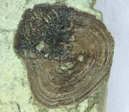 Fossil Strepsodus Fish