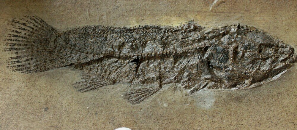 Messel Bowfin Fish Fossil